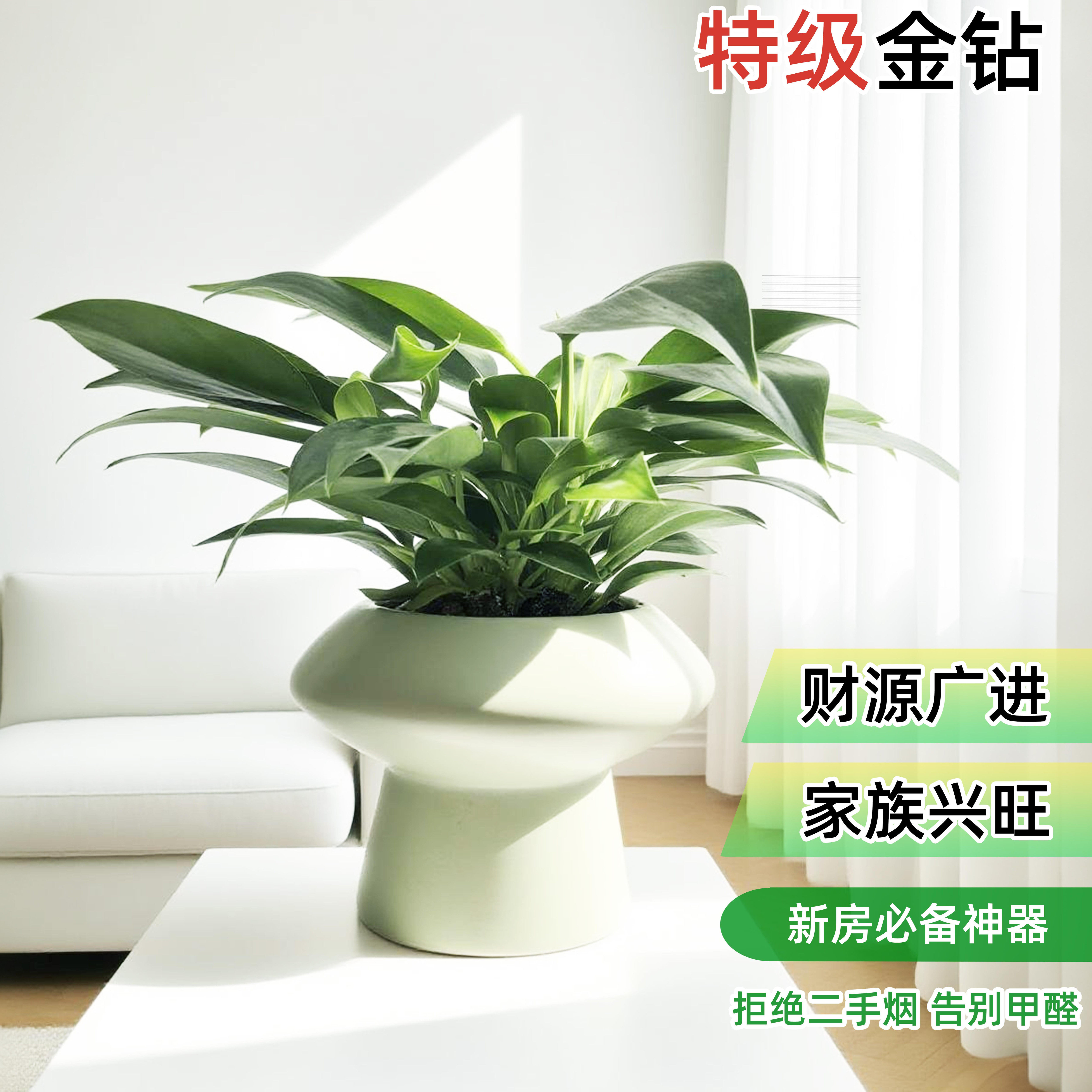 金钻盆栽室内观叶桌面绿植水培好养活适合新手小白家居办公室装饰
