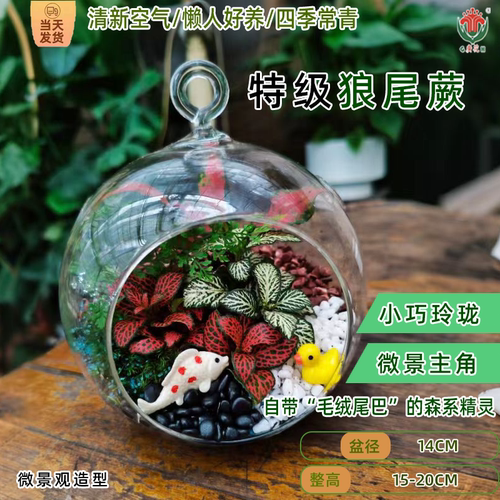 狼尾蕨玻璃球形苔藓微景观室内