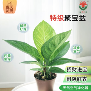 聚宝盆绿植花卉植物室内盆栽发财树招财树客厅网红盆栽净化空气