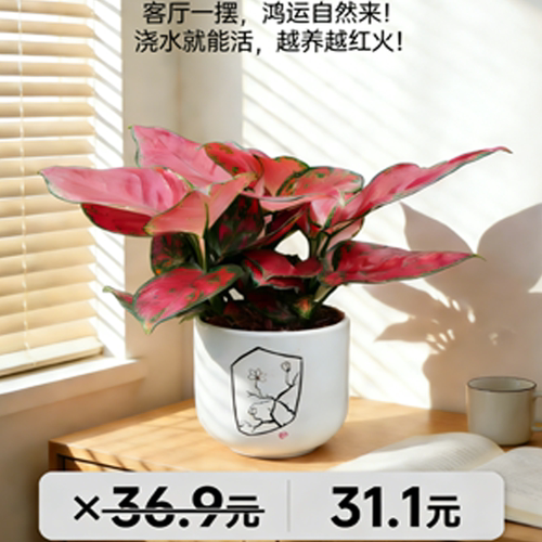 颜值高吉利红盆栽植物室内绿植