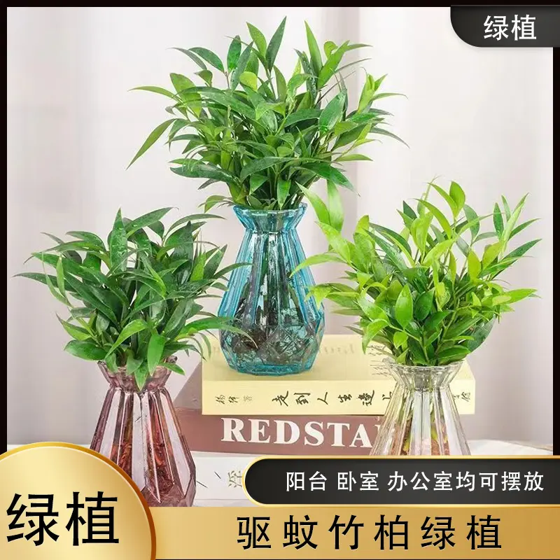 【水培竹柏】水养盆栽绿植水培花卉客厅卧室办公好养四季常青-M