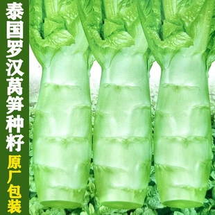 四川罗汉莴笋种籽圆叶粗壮莴苣鸡腿莴笋四季播耐蔬菜种子-YF