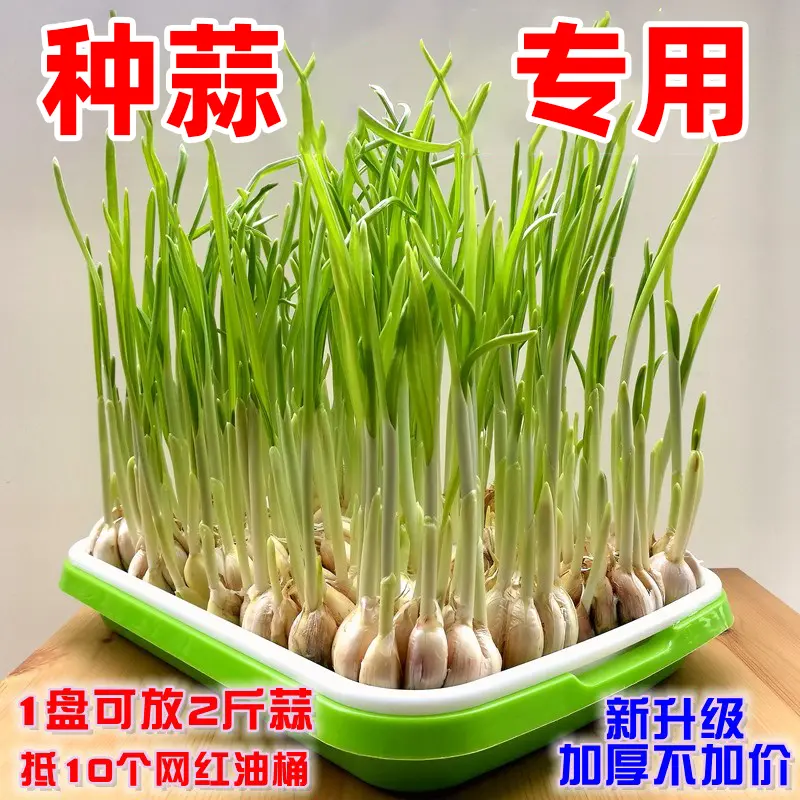 育苗盘育苗盒箱菜营养钵秧苗配套托盘-w
