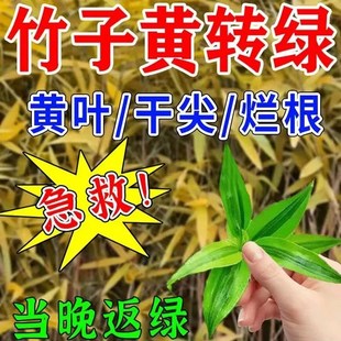 竹子营养液水培富贵竹防黄叶促芽生根预防烂根盆栽竹子专用营养液