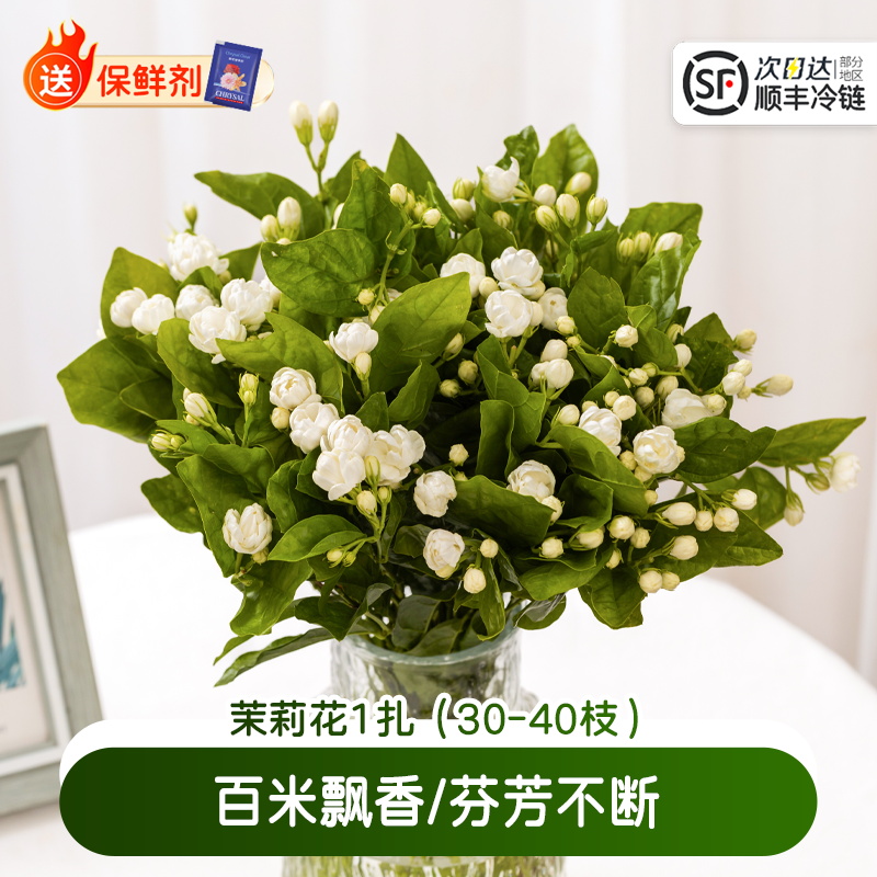 淘花郎鲜花茉莉花云南直发特价