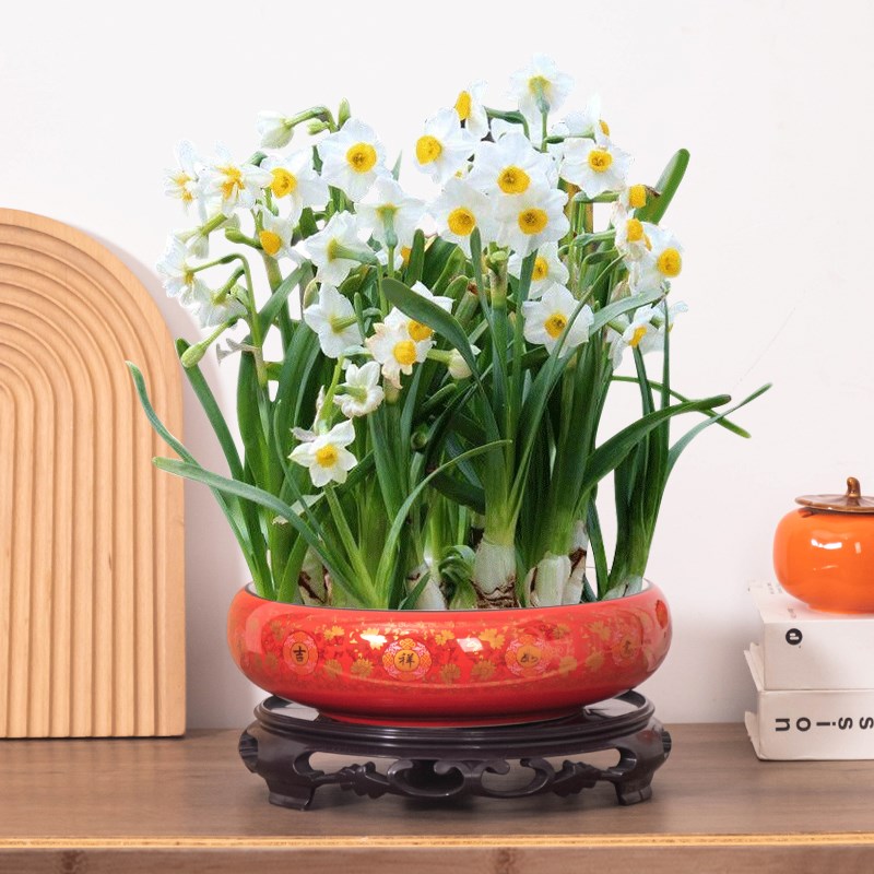 水仙花花盆陶瓷水培器皿中u国风新年喜庆特大红福盆家用客厅装饰