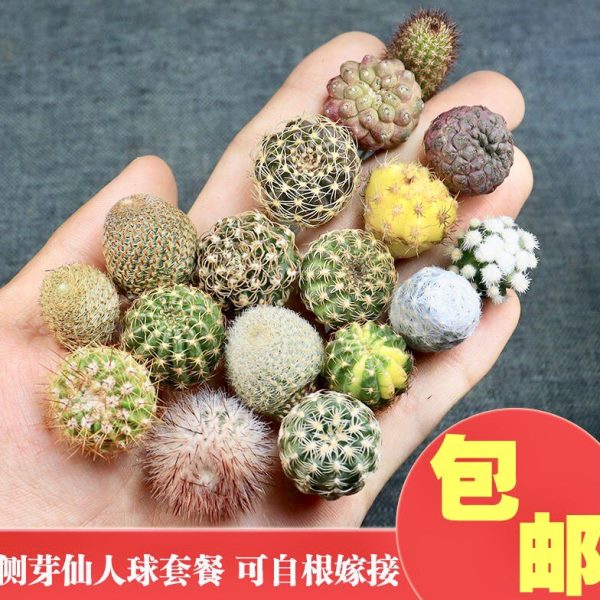 仙人球侧芽无根小球套餐迷你多肉植物可嫁接繁殖五彩开花仙人掌
