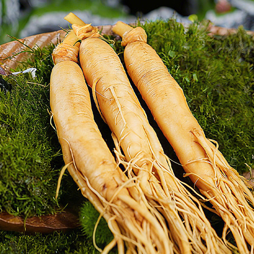 长白山人参约5年鲜人参8支保鲜参送长辈礼品泡酒材料煲汤