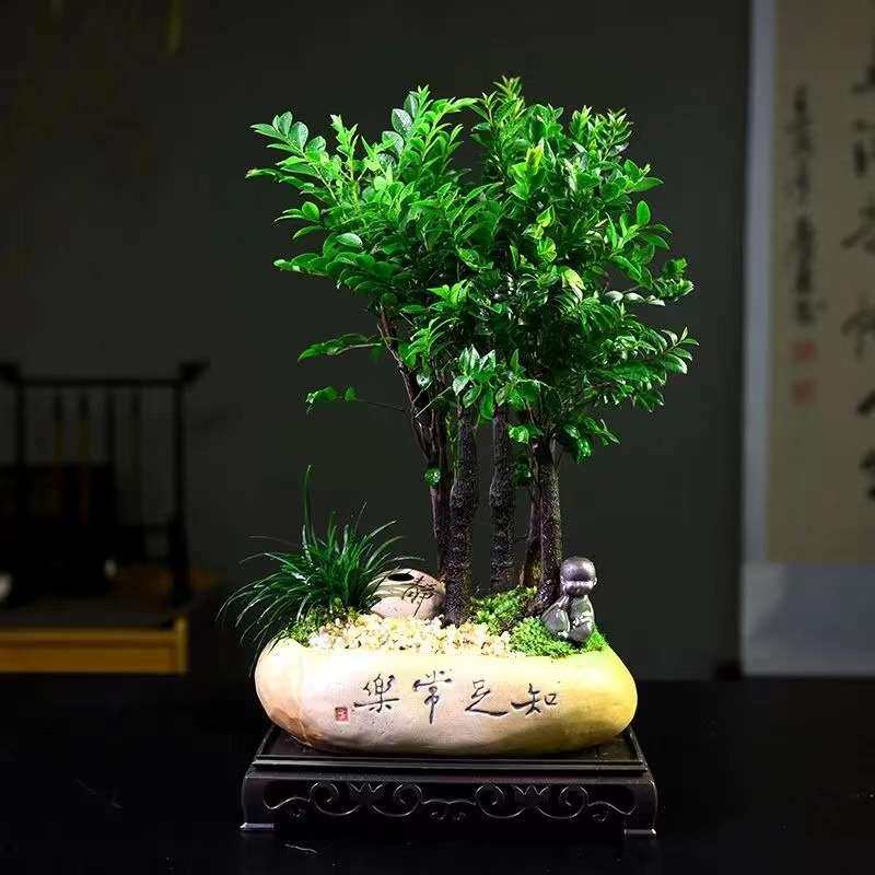 【精选】紫檀木盆景新中式室内好养桌面摆件绿植花卉盆栽鲜活