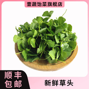 新鲜草头 上海本地农家三叶菜金花菜野菜新鲜蔬菜本地草头 湿的