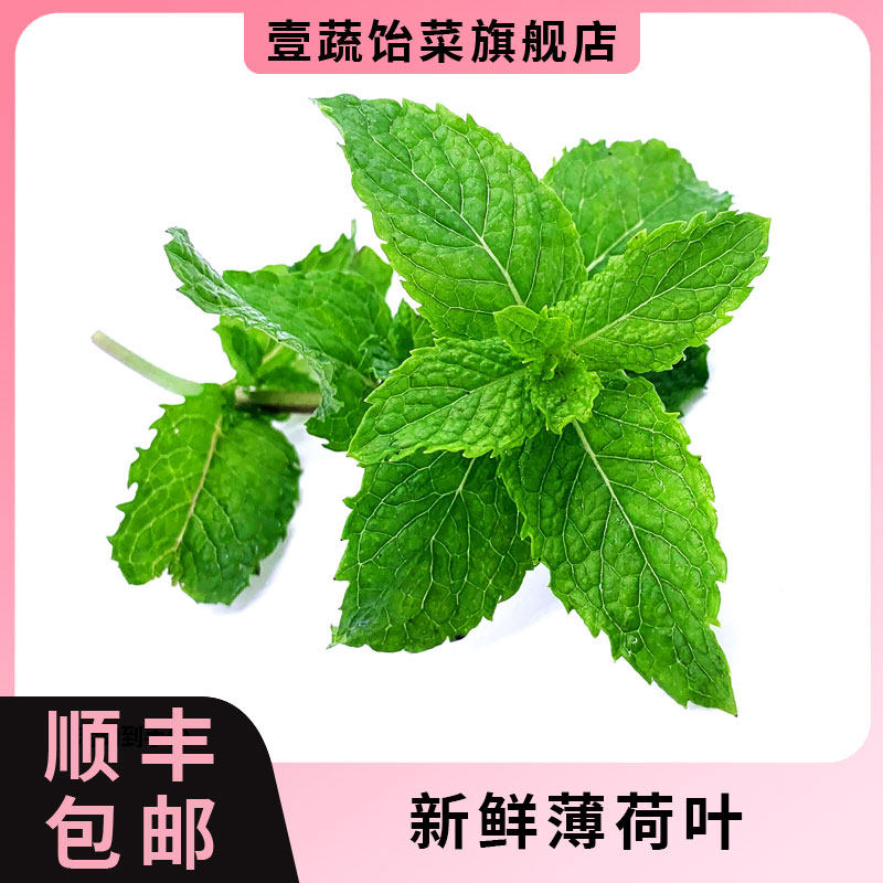 新鲜薄荷叶500g食用薄荷烘焙其它