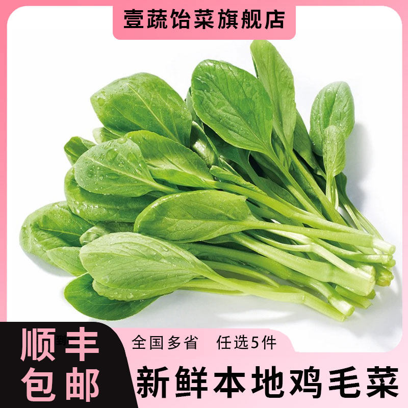 新鲜鸡毛菜现摘小松菜柔嫩清甜小油菜农家时令蔬菜小青菜 5件包邮