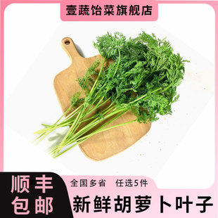 新鲜胡萝卜叶子500g 新鲜现摘萝卜叶 萝卜缨子 新鲜蔬菜胡萝卜叶
