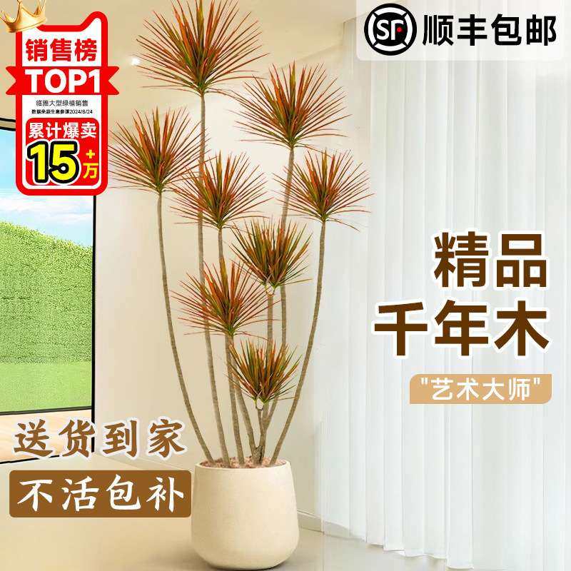 千年木客厅绿植大型植物盆栽造景室内好养七彩铁龙血树落地式真树,鲜花速递/花卉仿真/绿植园艺,割草机/草坪机,淘宝优惠券,粉丝福利购,淘宝优惠卷