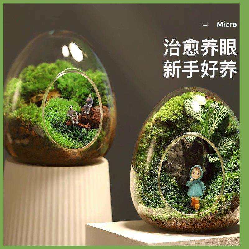 苔藓微景观盆栽生态瓶奇趣创意种好植物小盆景办公室桌面好养绿植,鲜花速递/花卉仿真/绿植园艺,割草机/草坪机,淘宝优惠券,粉丝福利购,淘宝优惠卷