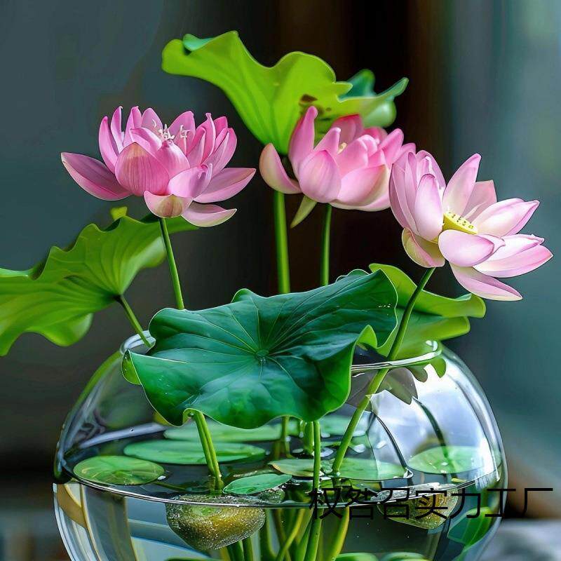 碗莲种四季开花水培水养绿植物睡莲荷花无土盆栽花卉