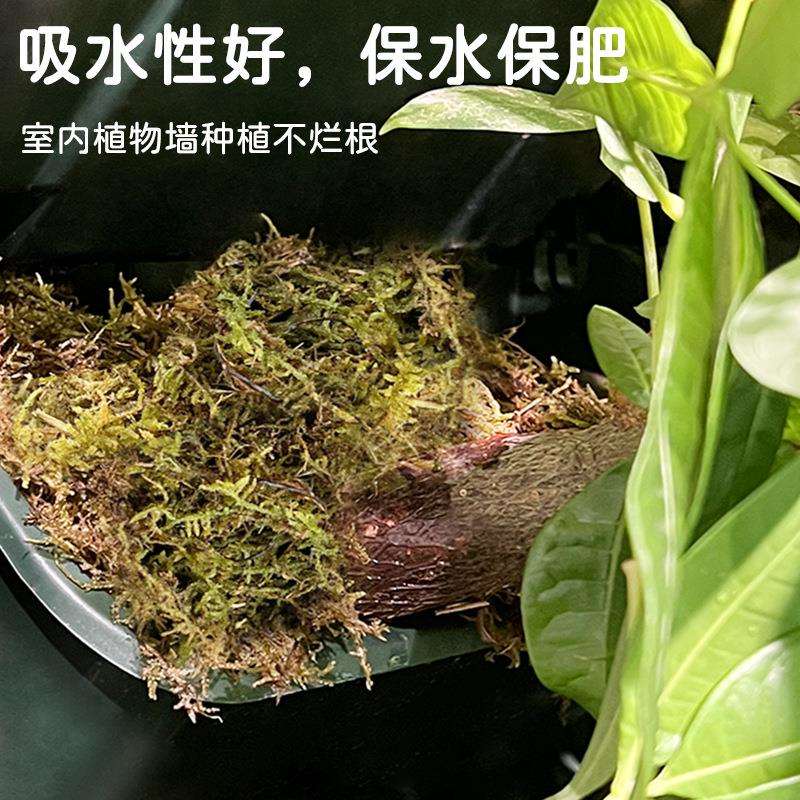 厂家直供优质干苔藓压缩水苔室内植物墙栽培基质蝴蝶兰微景观水苔