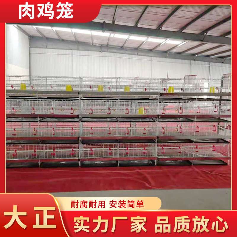 全自动肉鸡笼养殖场大型专用笼单层多层肉鸡蛋鸡笼肉鸡饲喂笼具