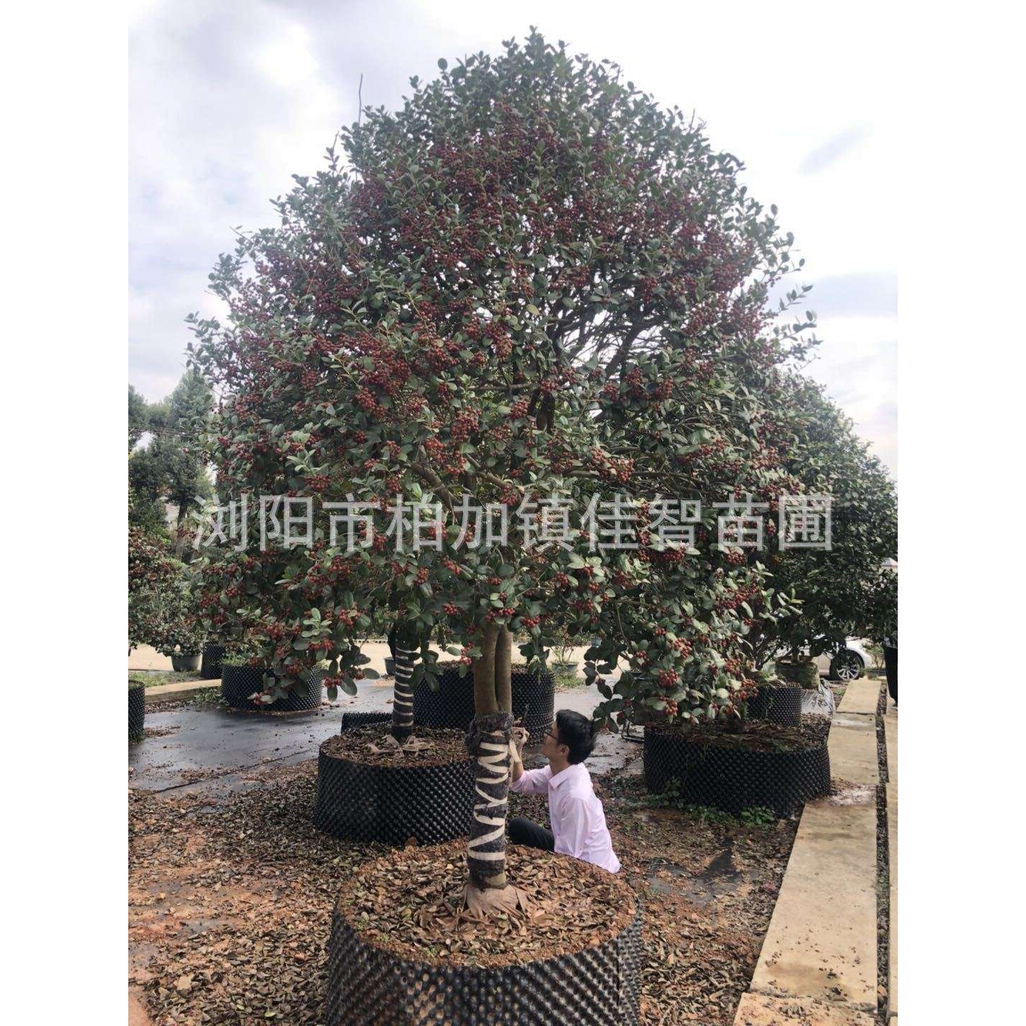 基地供应造型无刺枸骨树 无刺构骨桩景 造型无刺枸骨 厂家