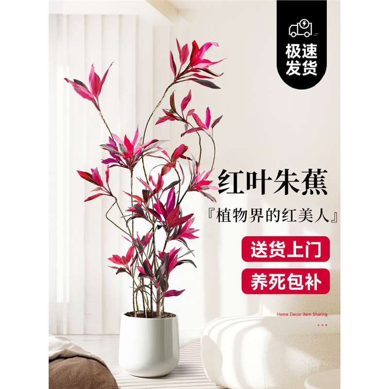 红叶朱蕉盆栽大型绿植办公室内客厅落地式真花吸甲醛旺宅四季常青