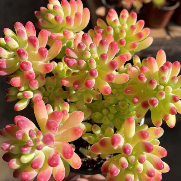 果冻乙女心 新手好养多肉植物群生组合大棵清棚木质老桩新手好养