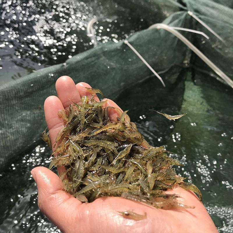 观赏虾 黑壳虾缸除藻虾淡水缸清洁虾水族箱造景鱼缸工具虾
