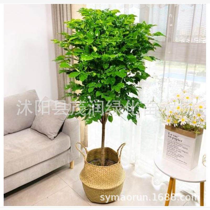 幸福树盆栽大型绿植大幸福树客厅常青绿植花卉绿宝办公室植物