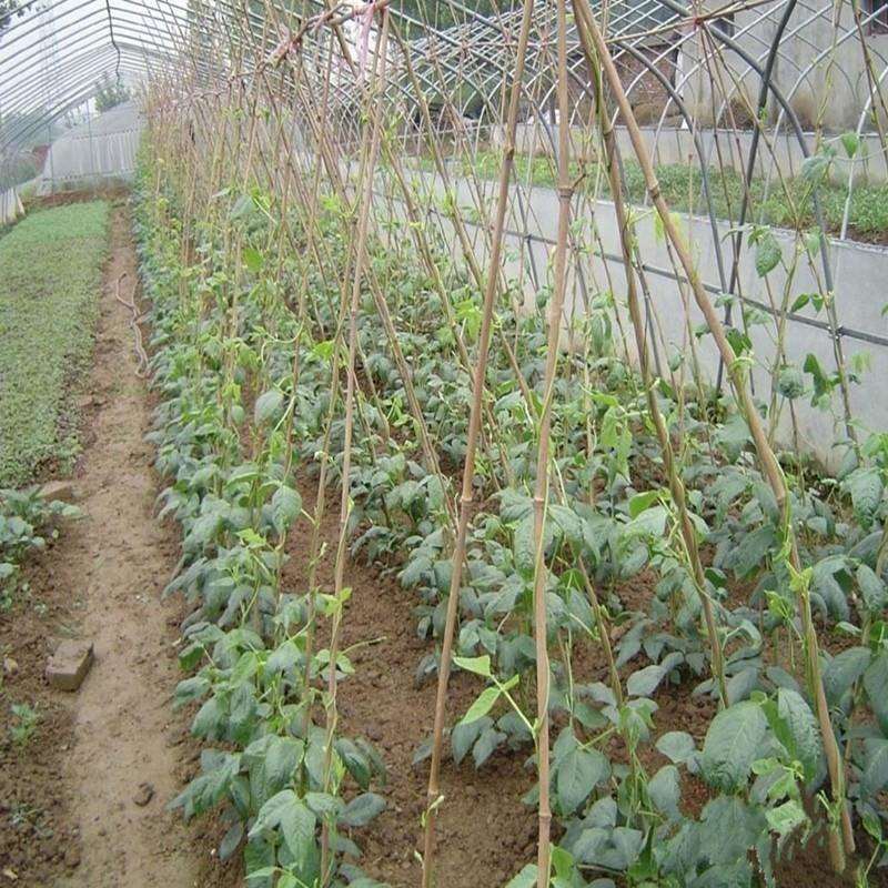 竹竿厂家竹竿子 菜园搭架栏杆 篱笆竹围栏竹子栅栏旗竹杆竹子