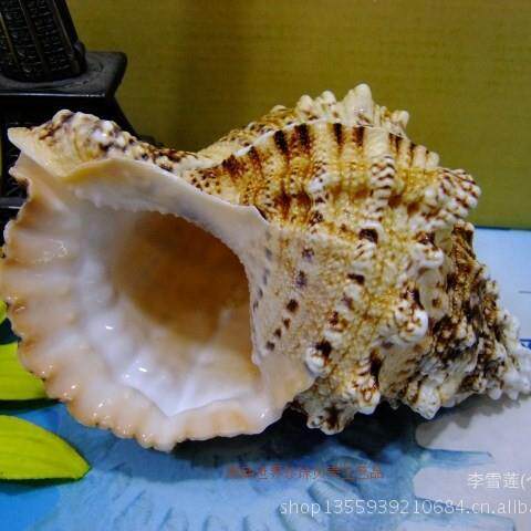 17-18厘米石号螺 金口蛙螺 地中海天然贝壳海螺 听海风的声音