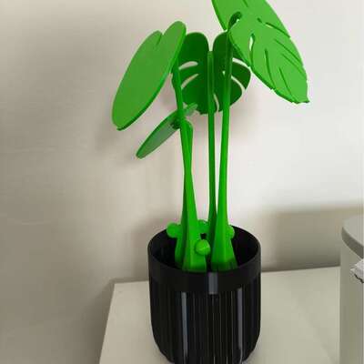 龟背竹杯垫Monstera coaster plants 龟背竹杯垫植物带磁铁的杯垫