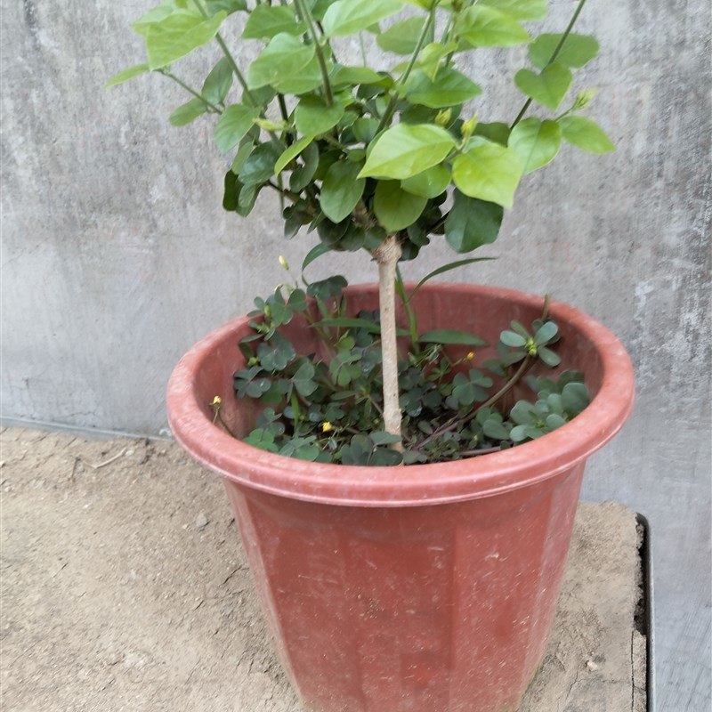 浓香型单瓣笔尖茉莉花特惠款盆栽茉莉原土发货