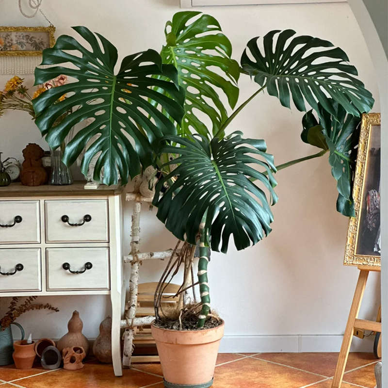 龟背竹客厅大盆栽室内大型植物老桩绿植大叶巨叶除甲醛造型办公