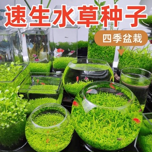 水草种子生态玻璃瓶造景套餐植物种籽孑水培阴性真草装饰鱼缸造景