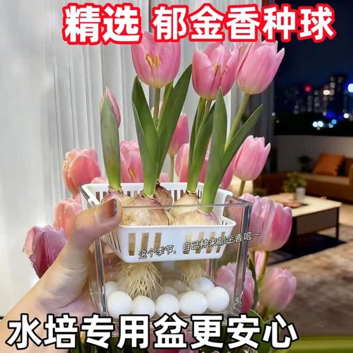 水培郁金香种球定植篮套餐耐寒花