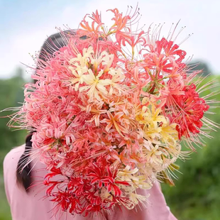 彼岸花种球曼珠沙华花种红花石蒜室内室外植物龙爪花盆栽花卉种子