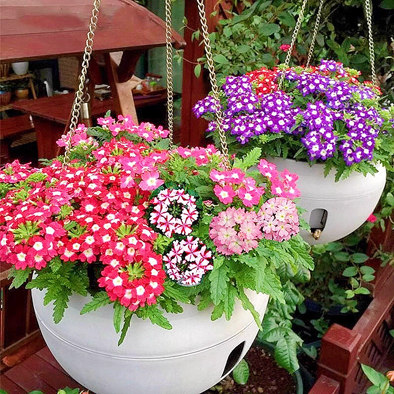 美女樱种籽子四季种植美人樱盆栽庭院阳台易活花卉虞美人花种籽子