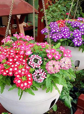 美女樱种籽子四季种植美人樱盆栽庭院阳台易活花卉虞美人花种籽子