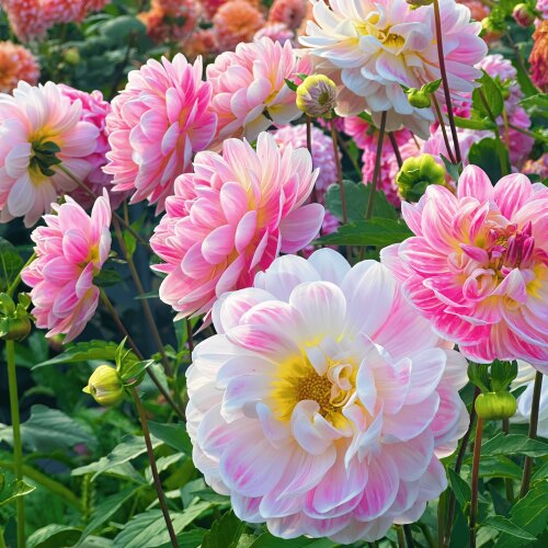 大丽花种球根花卉盆栽地瓜花植物