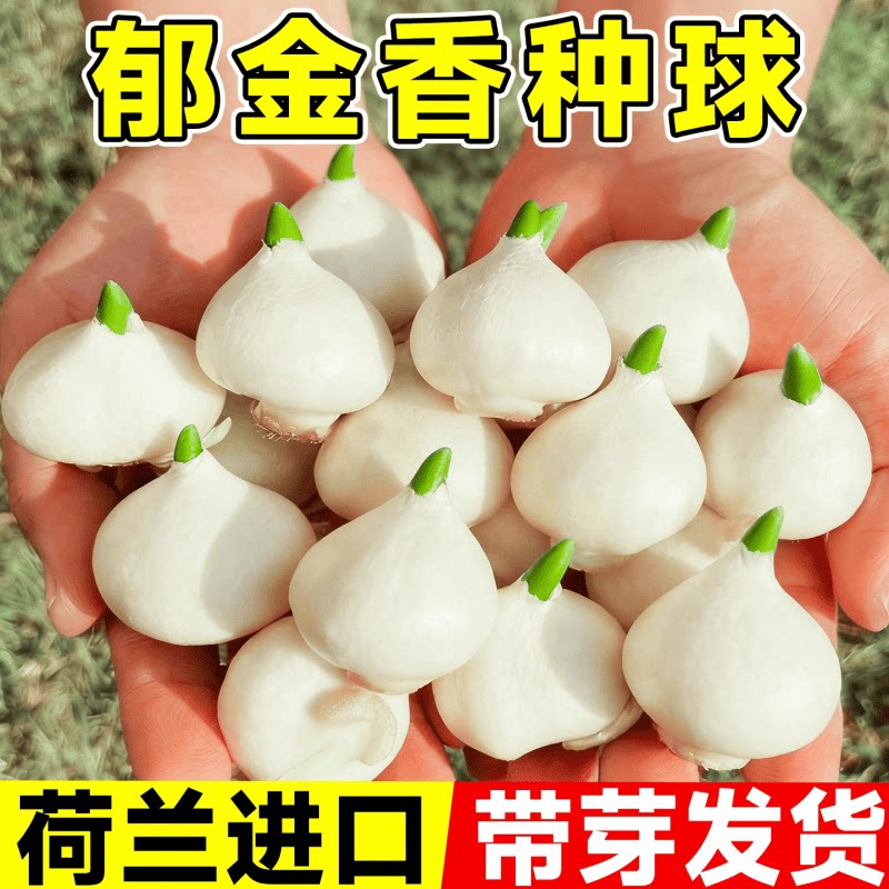 郁金香种球水培花卉土培植物室内花阳台鲜花盆栽荷兰大球花种籽子