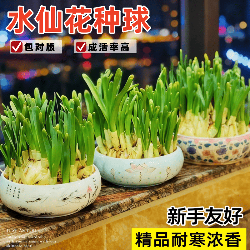 水仙花种球特大漳州重瓣水仙花球