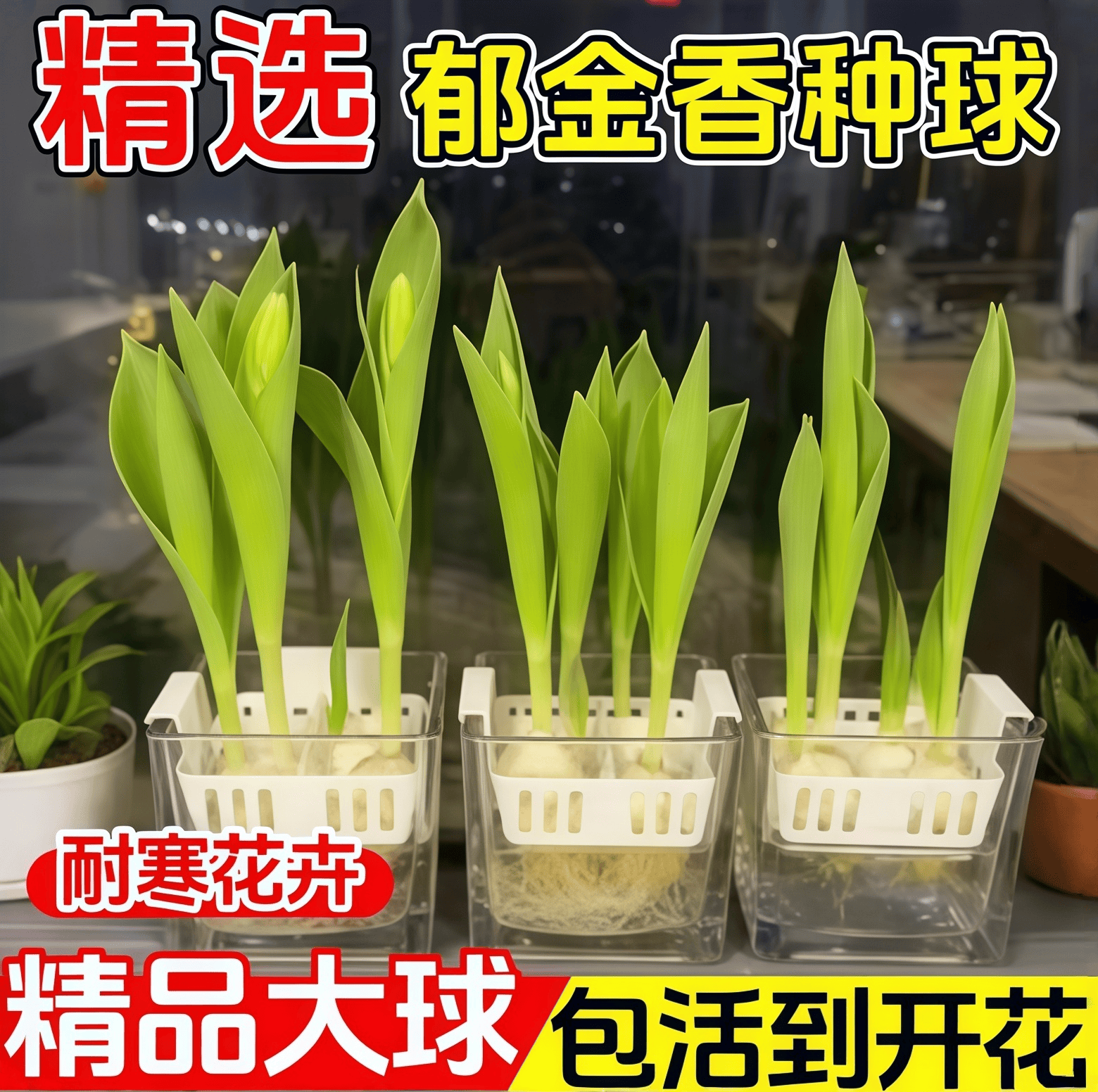 水培郁金香种球定植篮套餐耐寒花