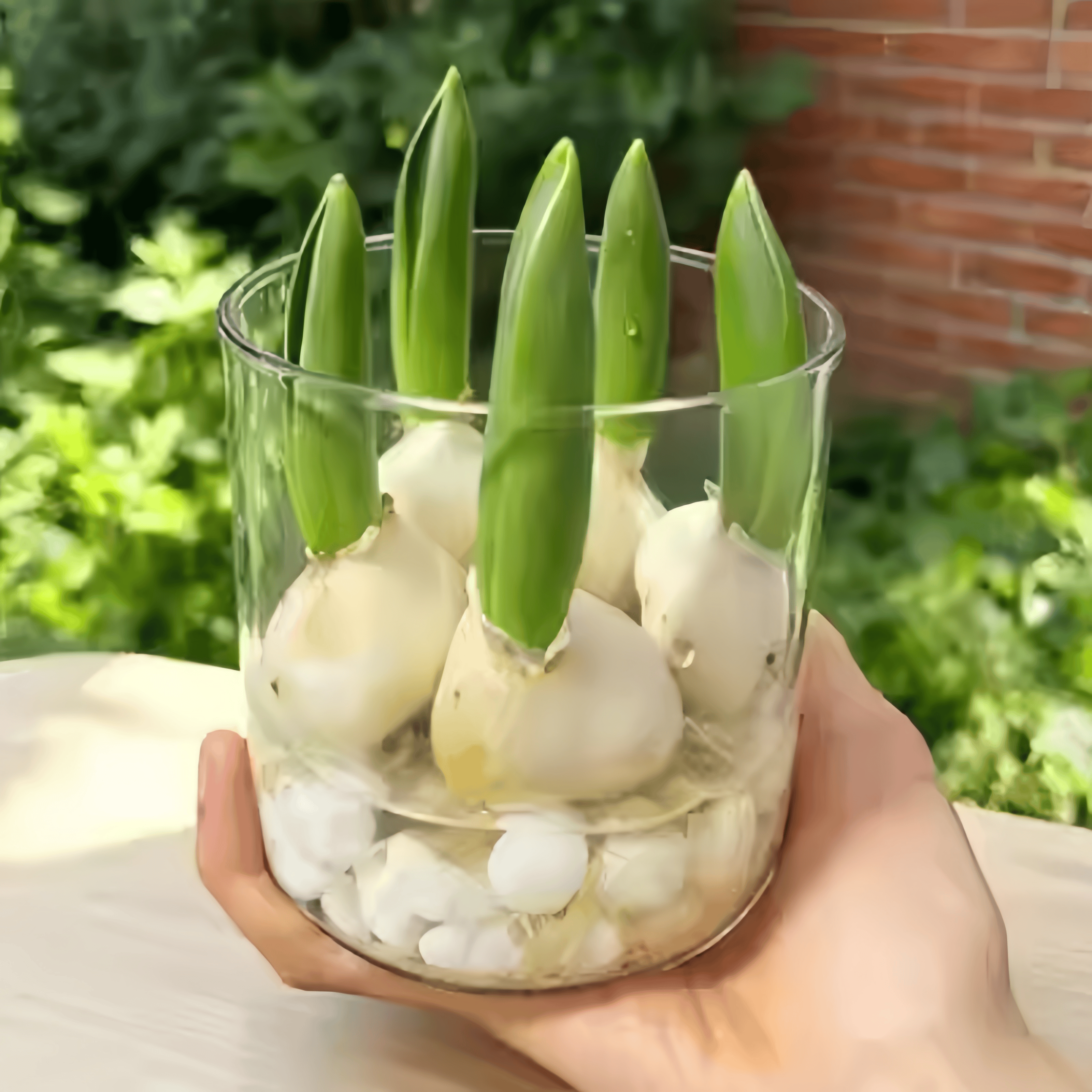 水培郁金香种球土培植物耐寒花卉