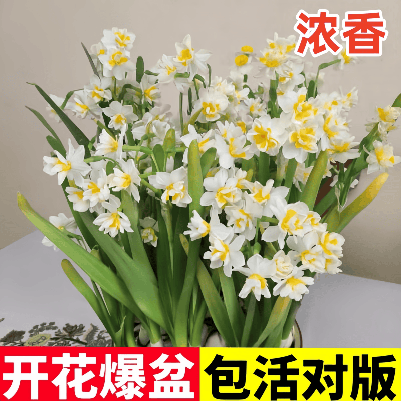 漳州水仙花种球重瓣洋水仙水培土培盆栽春节开郁金香室内植物花卉,鲜花速递/花卉仿真/绿植园艺,种苗/半成品盆栽,淘宝优惠券,粉丝福利购,淘宝优惠卷