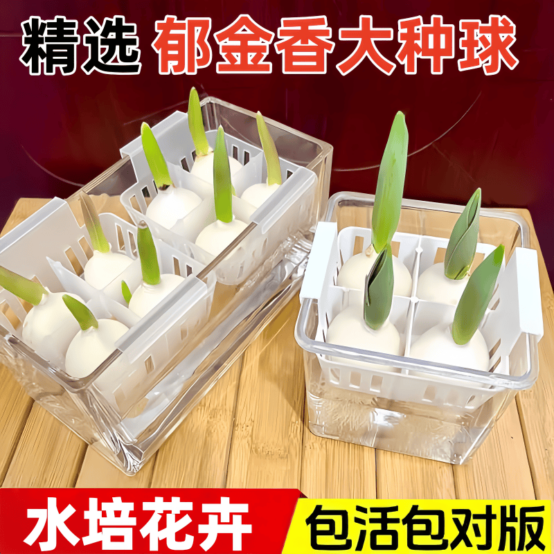 郁金香种球水培套餐定植篮绿植物
