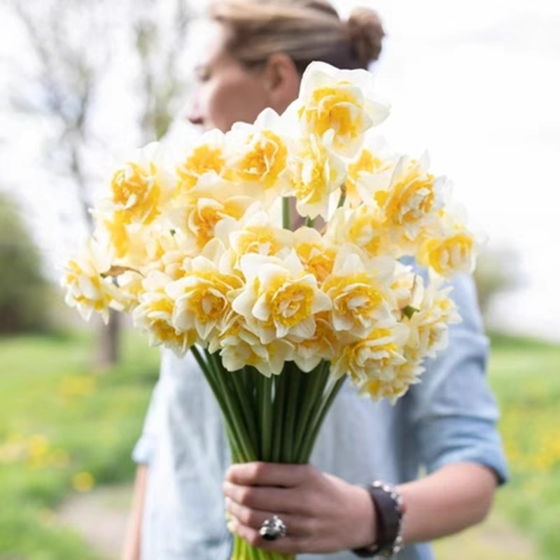 进口洋水仙种球重瓣水仙花盆栽