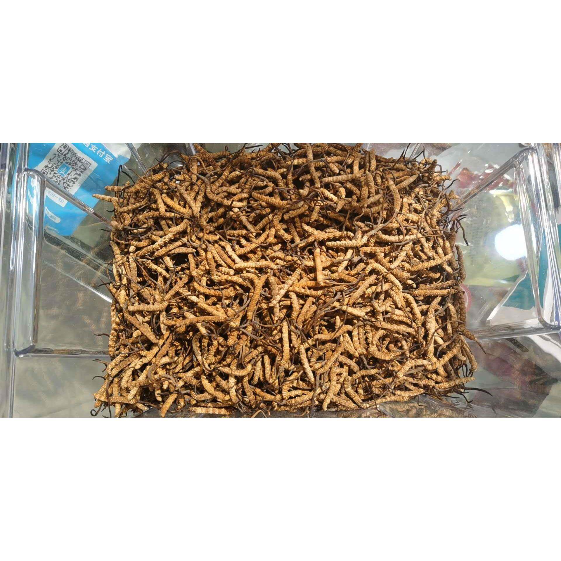 冬虫夏草 冬虫夏草4条/克  农产品初加工