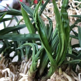 水晶惠兰贵州龙国宝级兰花春剑水晶龙奇叶稀有好养新手花卉绿植