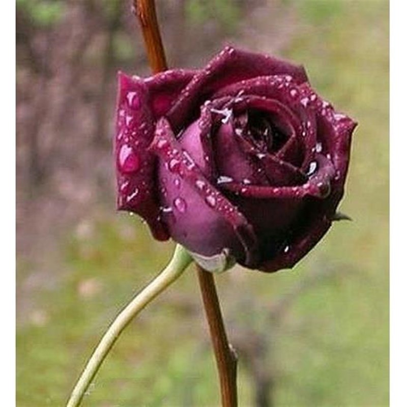 少有的紫红色玫瑰花苗紫罗兰大花型阳台楼顶庭院盆栽观花绿植花卉