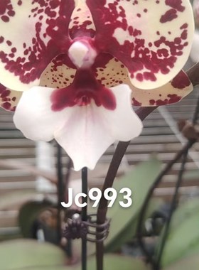 蝴蝶兰 JC993宝宝苗1.7寸杯