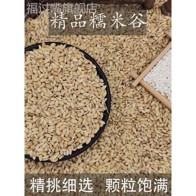 糯谷带壳糯米谷糯稻糯米稻谷糯米稻糯米谷带壳包邮